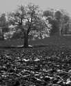 Tree, Conches Switzerland